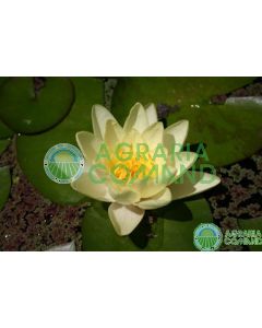 NYMPHAEA MARLIACEA CHROMATELLA flor amarilla