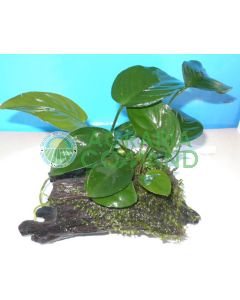 COMPOSICIÓN 1 PLANTA EN TRONCO PEQUEÑO