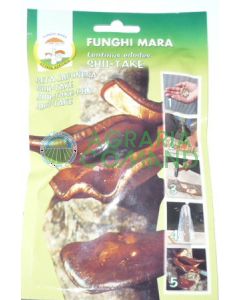 Uñas de micelio Shii-Take