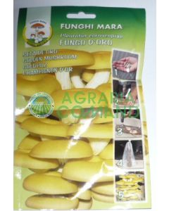 Micelio_clavos_para_siembra