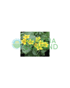 CALTHA PALUSTRIS