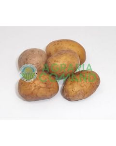 Mini tubérculos de patata de siembra Divaa Mini tubérculos de patata de siembra Divaa