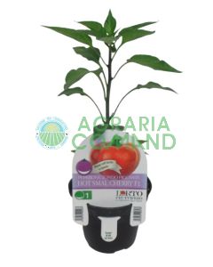 Planta de pimiento Hot Smal Cherry Planta de pimiento Hot Smal Cherry