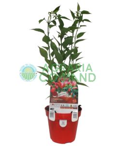 Planta de pimiento picante del Etna