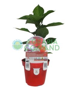 Planta de pimiento Habanero Orange