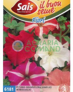 Petunia grandiflora simple en una mezcla