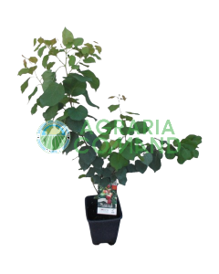 Planta de albaricoque Mara Pia