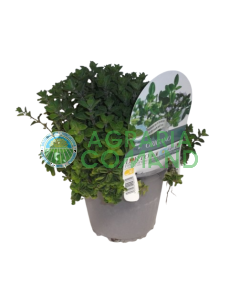 Planta de orégano en maceta