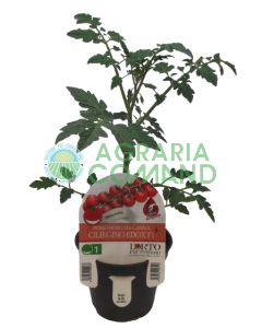 Tomate cherry Tomate cherry