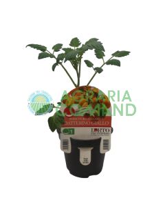 Tomate Datterino amarillo Tomate Datterino amarillo