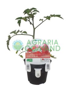 Planta Tomate florentino sel. Canestrino