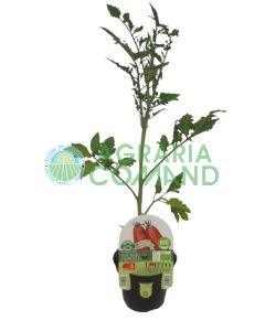 Tomate San Marzano Uriburi Tomate San Marzano Uriburi