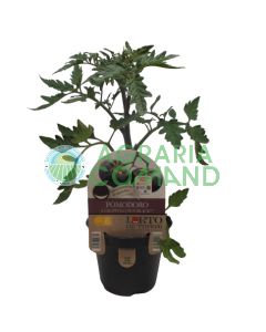 Tomate racimo negro sol Tomate racimo negro sol