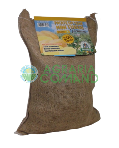 Patata de siembra Primrose Patata de siembra Primrose