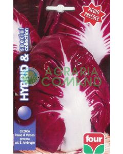 CHICORIA ROJA DE VERONA Sel. S. Ambrogio COLECCIÓN ESPECIAL
