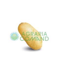 Semilla-patata-donald-pasta-amarilla