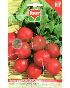 Semillas de rábano sajón para forzar 3