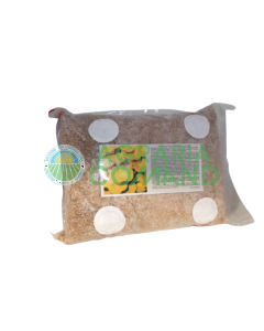 Hongo micelio fresco Plerotus Cornucopiae