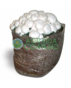 Balla_fungus_hongo_blanco