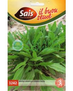 Rúcula de hoja de olivo silvestre Sais