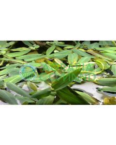 HYDRORYZA ARISTATA FLOTANTE HYDRORYZA ARISTATA FLOTANTE