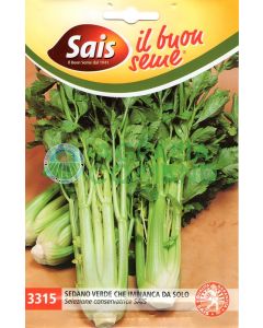 Las semillas de apio se blanquean