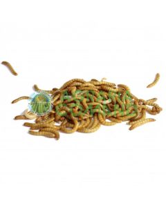 Polillas de la harina