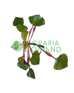 Planta flotante Trapa natans