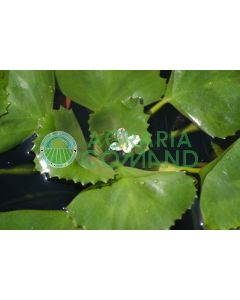 TRAMPA NATANS TRAMPA NATANS