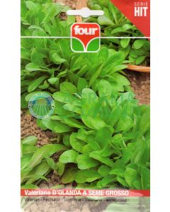 Valeriana holandesa de semillas grandes