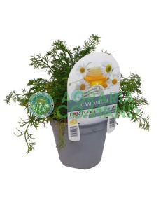 Manzanilla Manzanilla