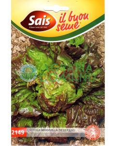 Lechuga meravilla de verano