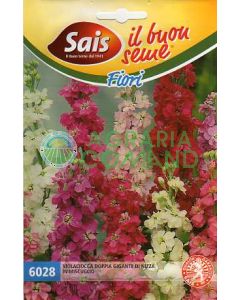 Doble nizza gigante violacea en mezcla Doble nizza gigante violacea en mezcla