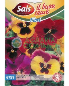 Pensamiento suizo gigante