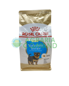 Yorkshire Terrier cachorro 500gr