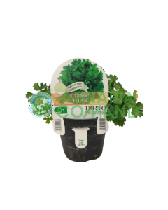 Perejil Titan en macetas