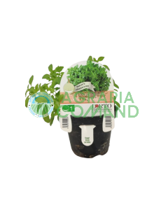 Bola de albahaca griega