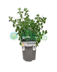 Orégano en macetas para el huerto del balcón