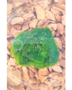 Algas Cladophora o Aegagropila linnaei o MArimo