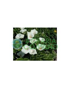 ZANTEDESCHIA AETHIOPICA ZANTEDESCHIA AETHIOPICA