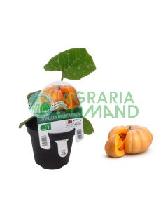 Calabaza moscatel de Provenza