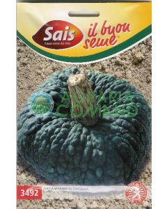 Zucca marina di chioggia