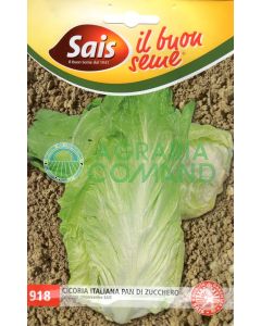 Semillas de achicoria Sugarloaf