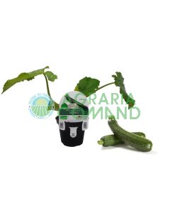 Calabacín planta Sofía