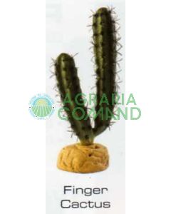CACTUS DEDO - PLANTAS DEL DESIERTO