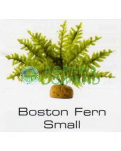HELECHO DE BOSTON PEQUEÑO - PLANTAS DE LA SELVA TROPICAL