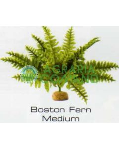 HELECHO DE BOSTON MEDIANO - PLANTAS DE LA SELVA TROPICAL