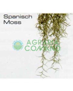 MUSGO ESPAÑOL GRANDE - PLANTAS DE LA JUNGLA