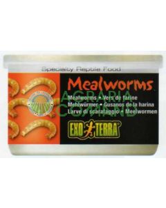 GUSANOS DE LA HARINA 34 G / 1.2 ONZAS - GUSANOS DE LA HARINA