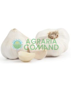ajo blanco marfil
